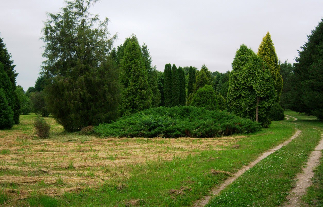 Dubravos Arboretumas, Lithuania